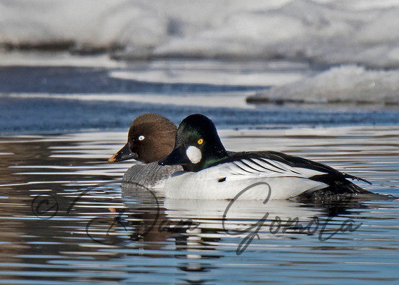 Common Goldeneye