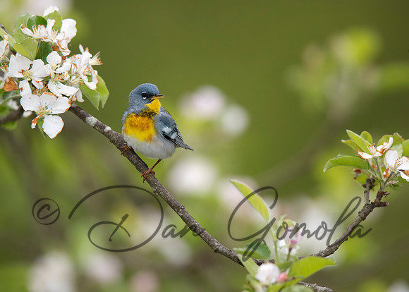 Northern Parula