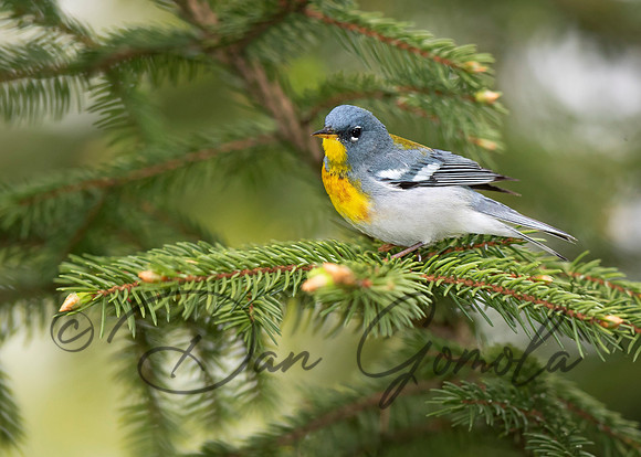 Northern Parula