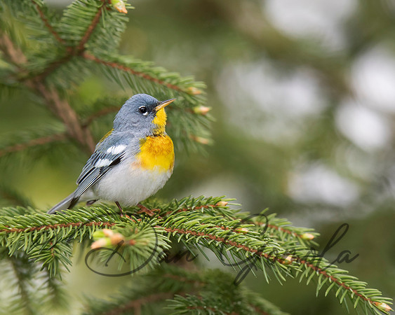 Northern Parula