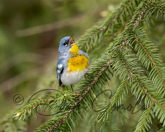 Northern Parula