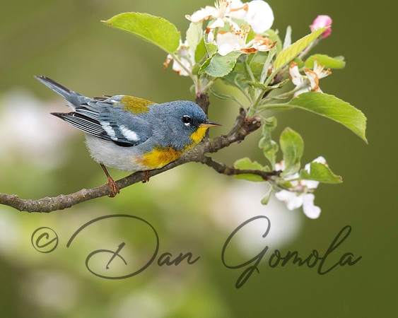 Northern Parula