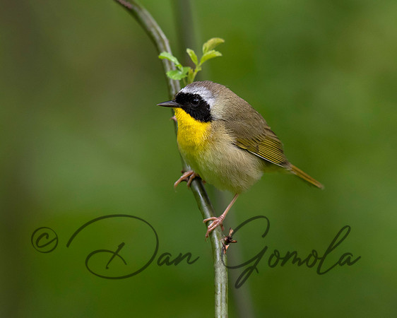 Common Yellowthroat