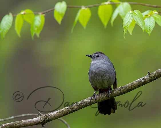 Gray Catbird