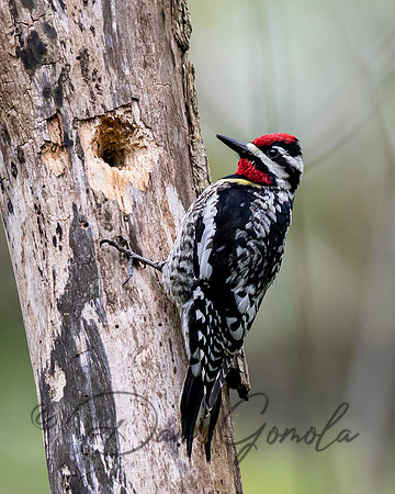 Yellow-bellied Sapsucker