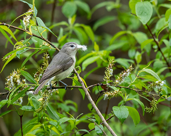 Warbling Vireo