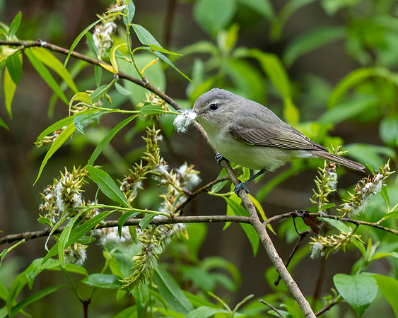 Warbling Vireo