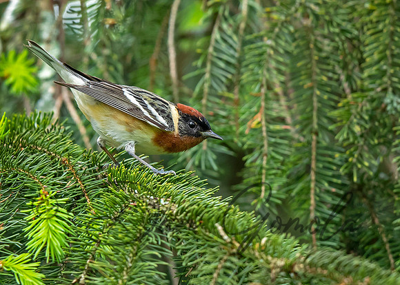 Bay-breasted Warbler
