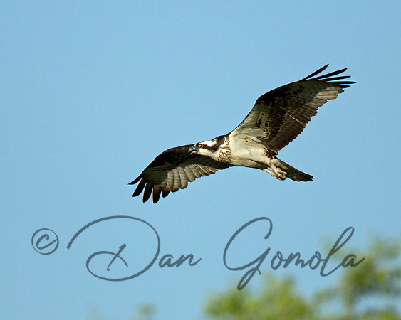 Osprey