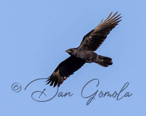 American Crow