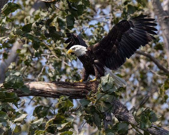 Bald Eagle