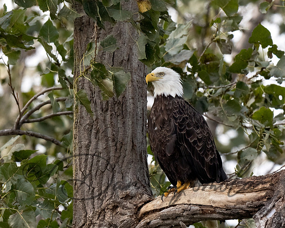 Bald Eagle