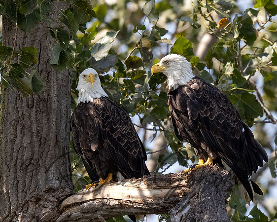 Bald Eagle