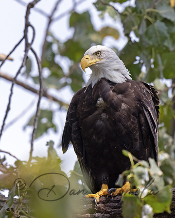 Bald Eagle