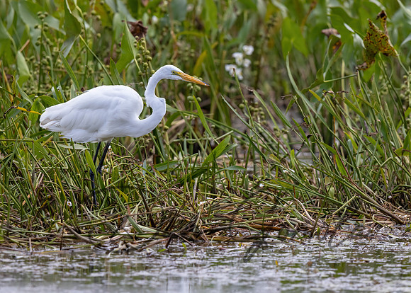 Great Egret