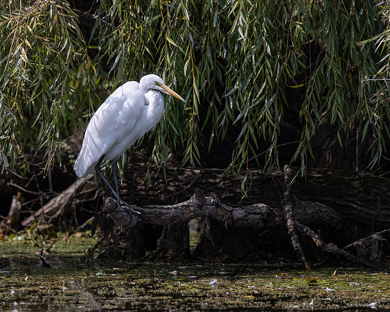 Great Egret
