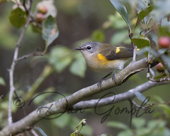 Eastern Redstart