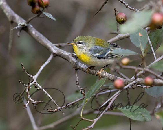 Northern Parula