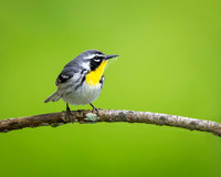 Yellow-throated Warbler