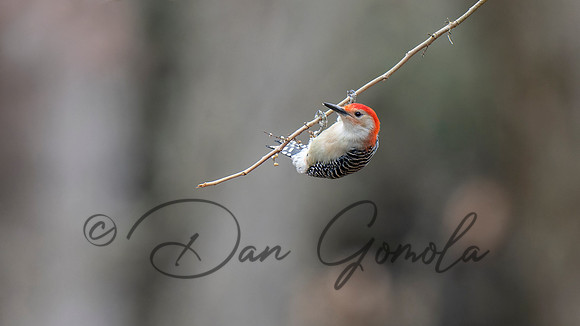Red-bellied Woodpecker