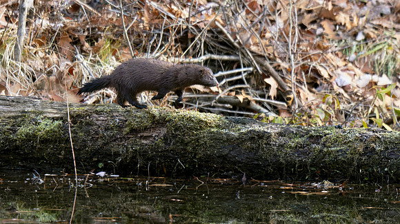 Mink