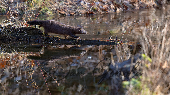 Mink