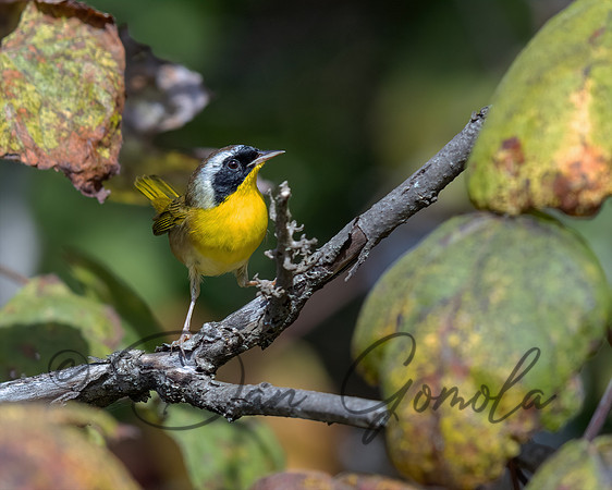 Common Yellowthroat