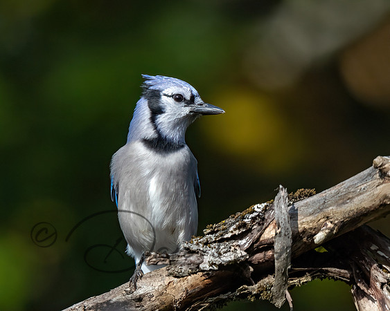 Blue Jay