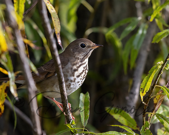 Ovenbird