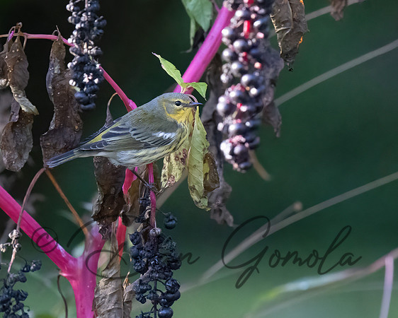 Cape May Warbler