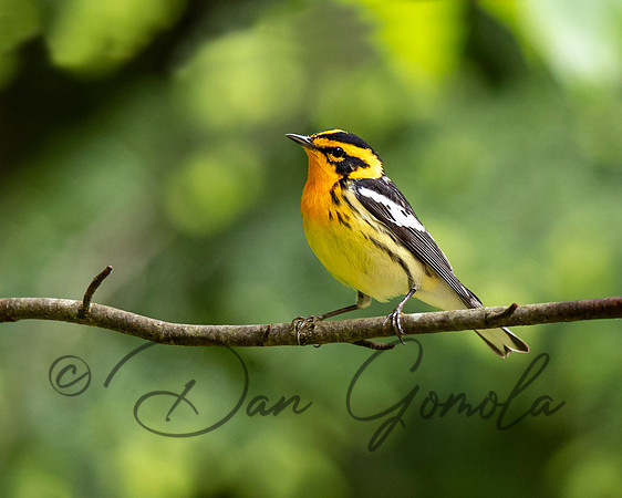 Blackburnian Warbler