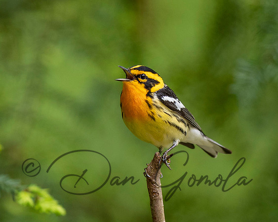 Blackburnian Warbler