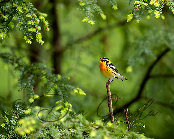 Blackburnian Warbler
