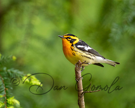 Blackburnian Warbler