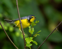Canada Warbler