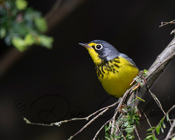 Canada Warbler
