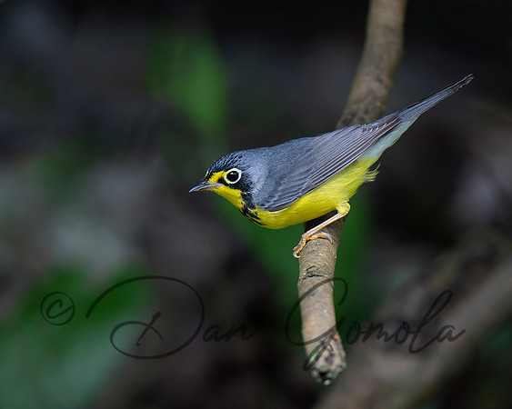 Canada Warbler