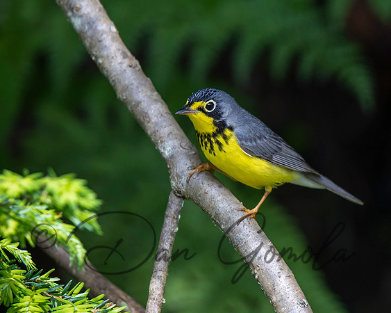 Canada Warbler