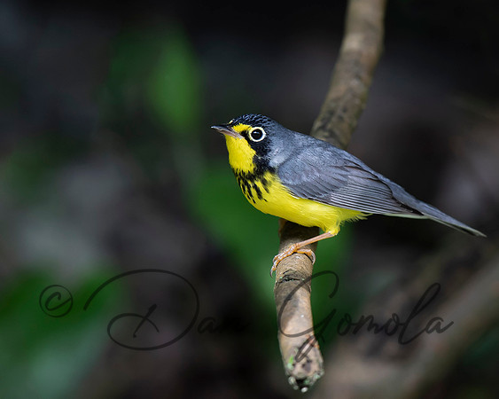 Canada Warbler
