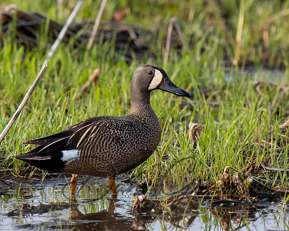 Blue-winged Teal
