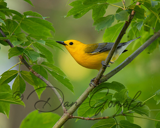 Prothonotary Warbler