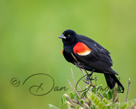 Red-winged Blackbird