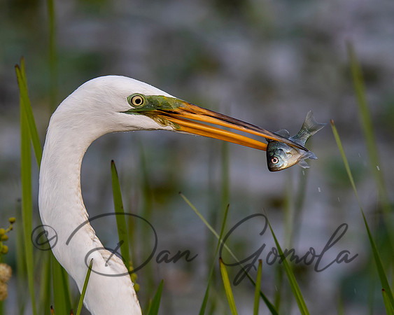 Great Egret