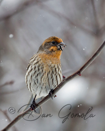 House Finch