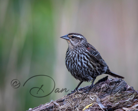 Red-winged Blackbird