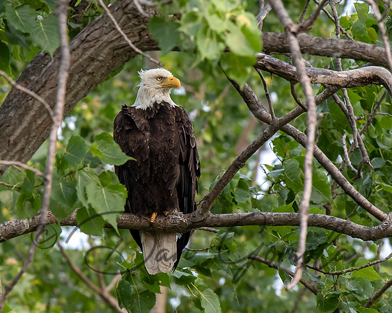 Bald Eagle