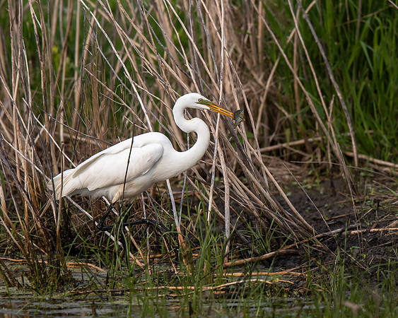 Great Egret