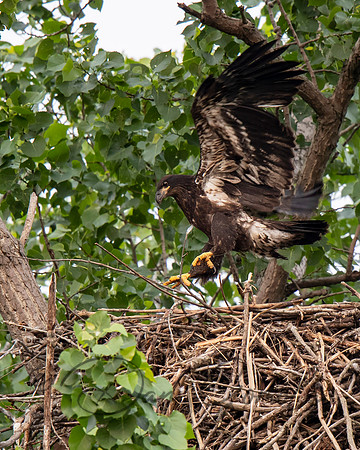 Bald Eagle