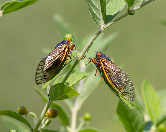 Periodical Cicada Brood VIII