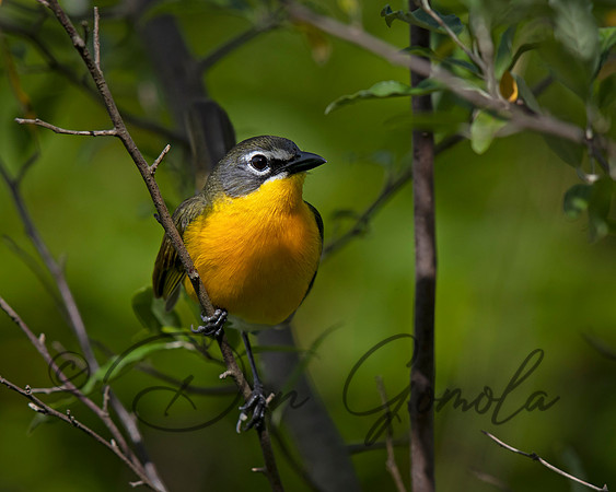 Yellow-breasted Chat